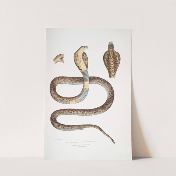 Cobra Capella,, var. , Naia tripudians, var. by John Edward Gray