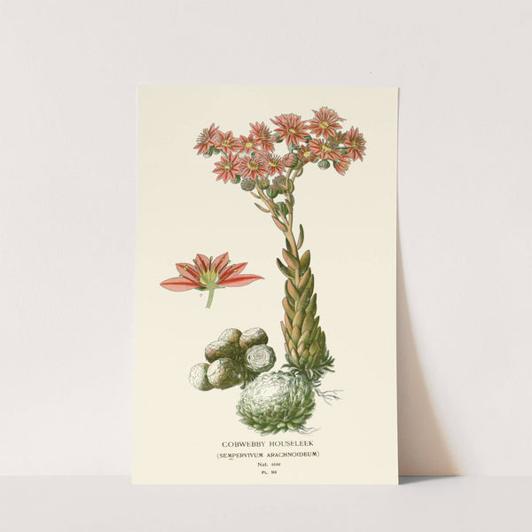 Cobwebby Houseleek (1896-1897) by Edward Step