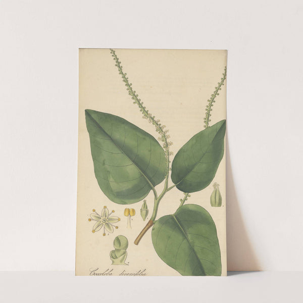 Coccoloba diversifolia by William Jackson Hooker