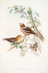 Coccothraustes vulgaris. Hawfinch. (1862-1873)