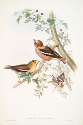 Coccothraustes vulgaris. Hawfinch. (1862-1873)