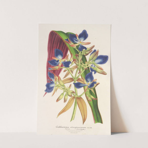 Cochliostenia odoratissimum by Charles Antoine Lemaire