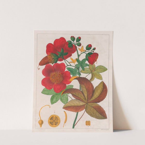 Cochlospermum Insigne (1824-1828) by Auguste de Saint-Hilaire