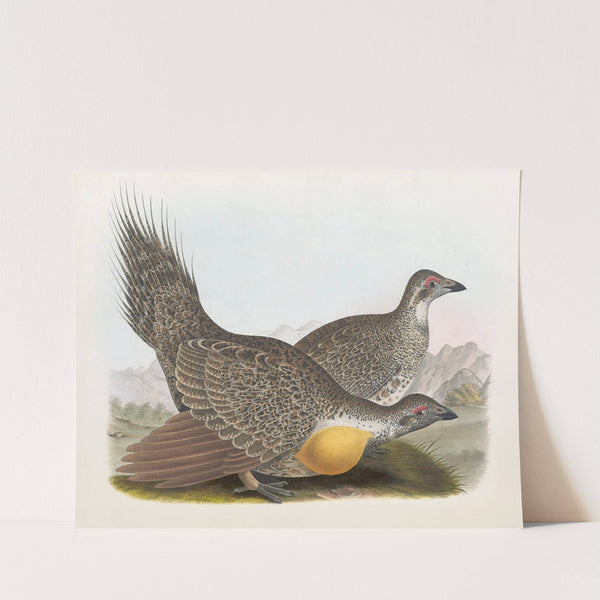 Cock of the plains by Daniel Giraud Elliot