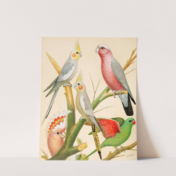 Cockateels, Roseate Cockatoo, Leadbeater's Cockatoo, Scaly-Breasted Parrakeet by W. A . Blakston