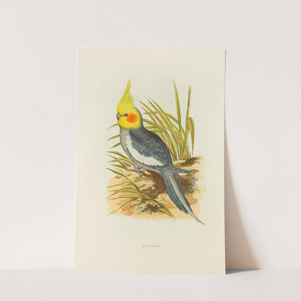 Cockatiel (1884-1887) by Alexander Francis Lydon