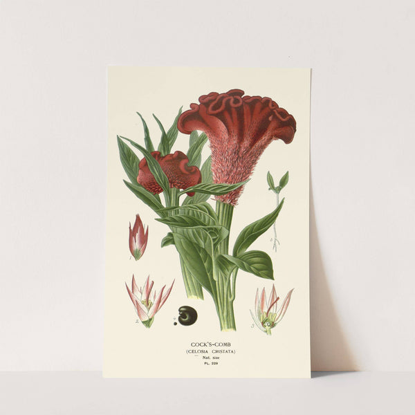 Cock’s-Comb (1896-1897) by Edward Step