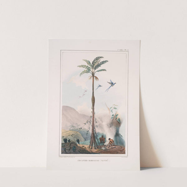 Cocotier barrigudo (ventrû) (1834 - 1839) by Jean Baptiste Debret
