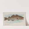 Codfish (1889) by Allen & Ginter