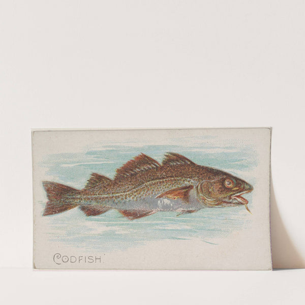 Codfish (1889) by Allen & Ginter