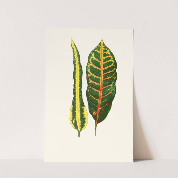 Codiaeum Irregulare,Codiaeum Hillianum (1867-1870) by Edward Joseph Lowe