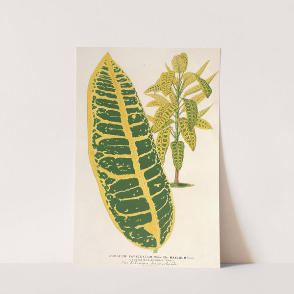 Codiæum variegatum, var. maximum by Charles Antoine Lemaire