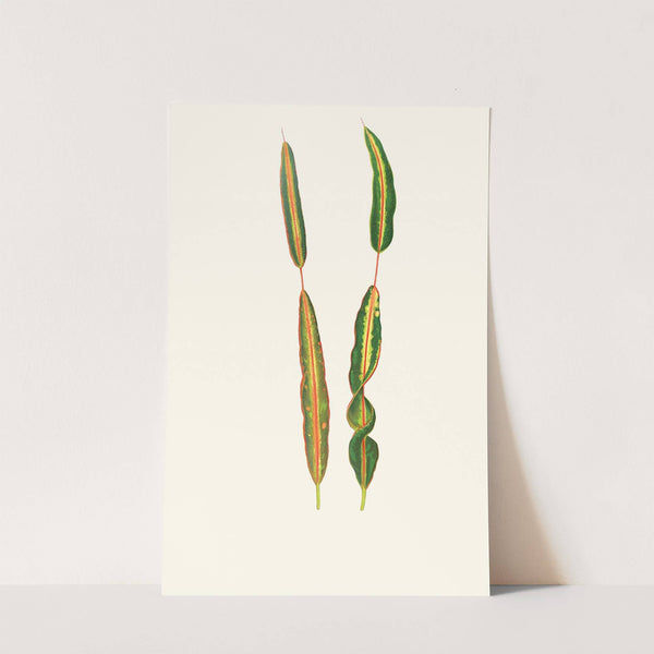 Codlaeum Interruptum by Edward Joseph Lowe