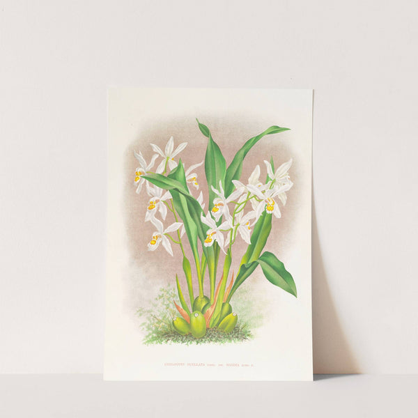 Coelogyne ocellata by Jean Jules Linden