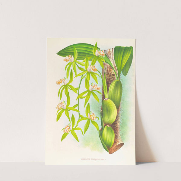 Coelogyne peltastes by Jean Jules Linden