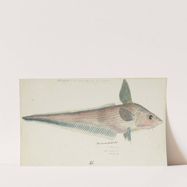 Coelorinchus sp (NZ) : Rattail (1872) by Frank Edward Clarke