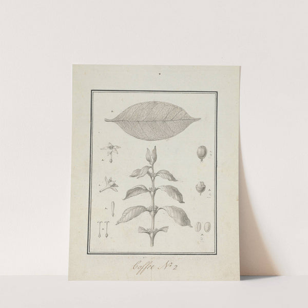 Coffea arabica L. (Arabica Coffee) by Luigi Balugani