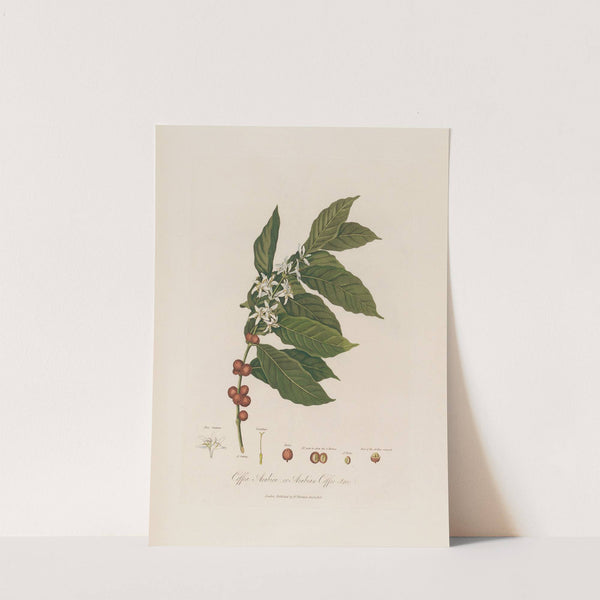 Coffea Arabica; or Arabian Coffee-tree (1799–1810) by Robert John Thornton