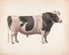 Colantha Johanna lad (1909)