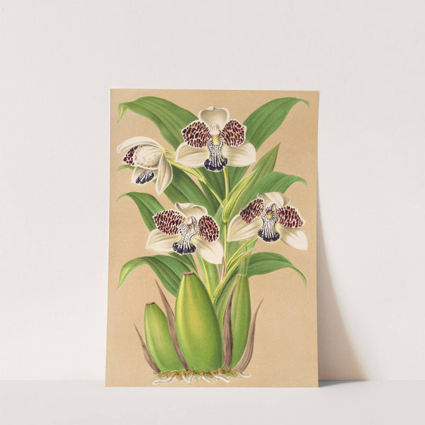 Colax jugosus by Charles Antoine Lemaire