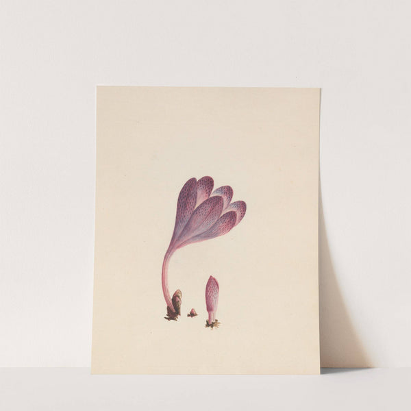 Colchicum – autumnal crocus; England (1789) by R. B. F.