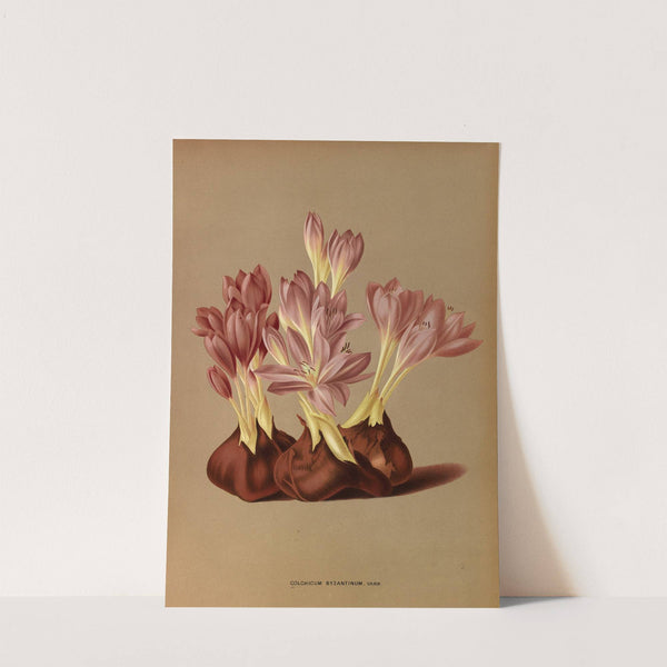 Colchicum Byzantinum, Varr. (1872-1881) by Arentina Hendrica Arendsen