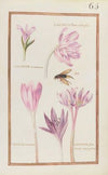 Colchicum flore multiplici; colchicum montanum ; colchi. bysantinum ; colchicum panonicum variegatum (1624)