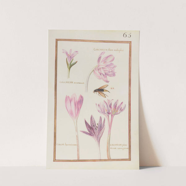 Colchicum flore multiplici; colchicum montanum ; colchi. bysantinum ; colchicum panonicum variegatum (1624) by Daniel Rabel