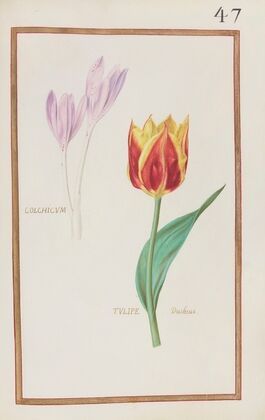 Colchicum ; tulipe duchesse (1624)