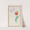 Colchicum ; tulipe duchesse (1624) by Daniel Rabel