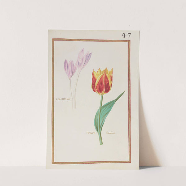 Colchicum ; tulipe duchesse (1624) by Daniel Rabel