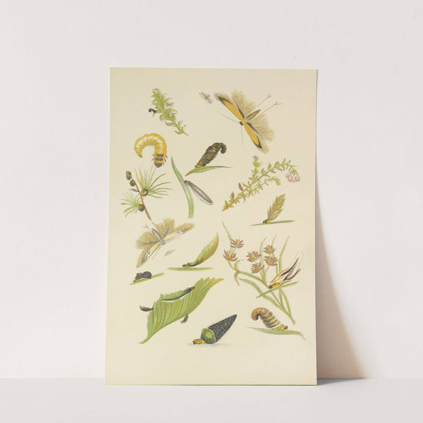 Coleophora Or Tent-Makers by Barret And Sons