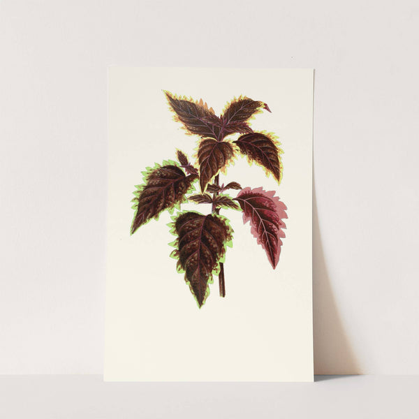 Coleus Verschaffelt by Edward Joseph Lowe