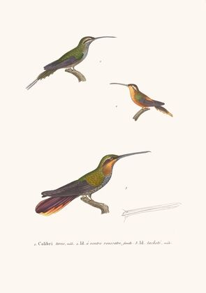 Colibri Terne.