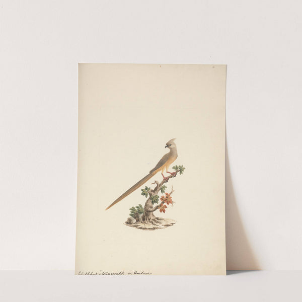 Colius striatus (Speckled Mousebird) by Luigi Balugani