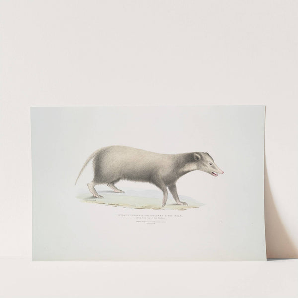 Collared Civet Bear, Mydaus collaris. by John Edward Gray