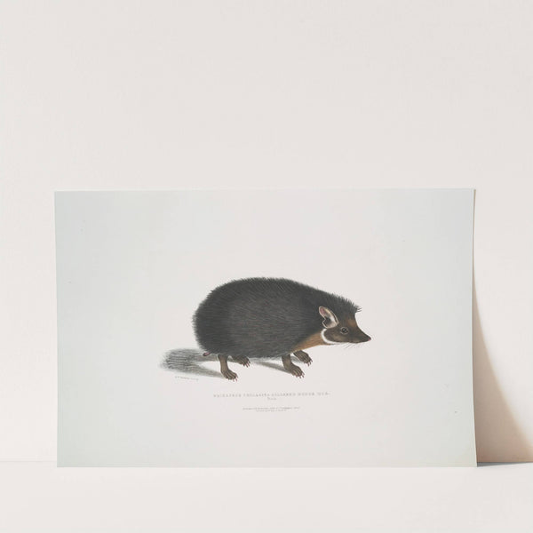 Collared Hedge Hog, Erinaceus collaris. by John Edward Gray