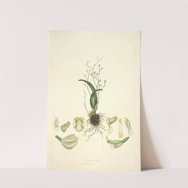 Collectanea botanica Pl.02 by John Lindley