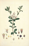 Collectanea botanica Pl.03