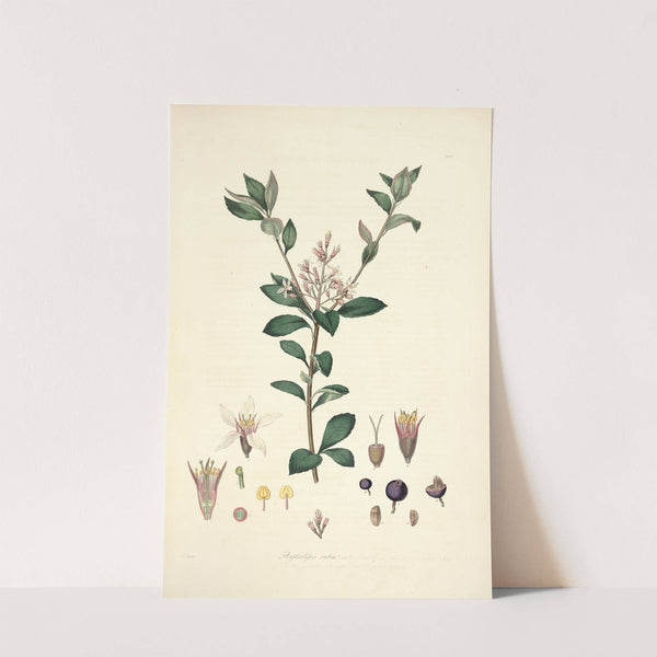 Collectanea botanica Pl.03 by John Lindley