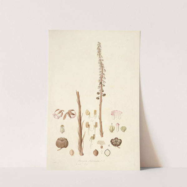 Collectanea botanica Pl.05 by John Lindley