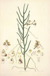 Collectanea botanica Pl.06