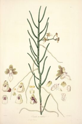 Collectanea botanica Pl.06