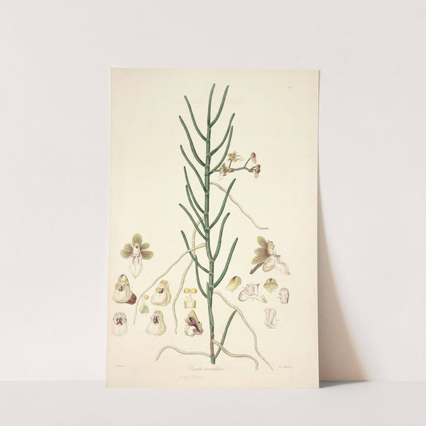 Collectanea botanica Pl.06 by John Lindley