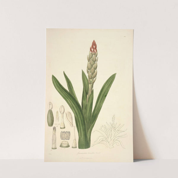 Collectanea botanica Pl.08 by John Lindley