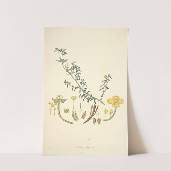 Collectanea botanica Pl.10 by John Lindley