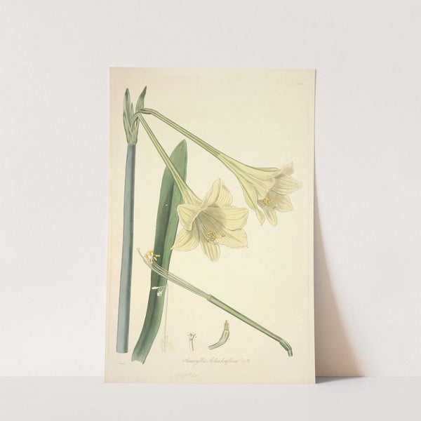 Collectanea botanica Pl.11 by John Lindley