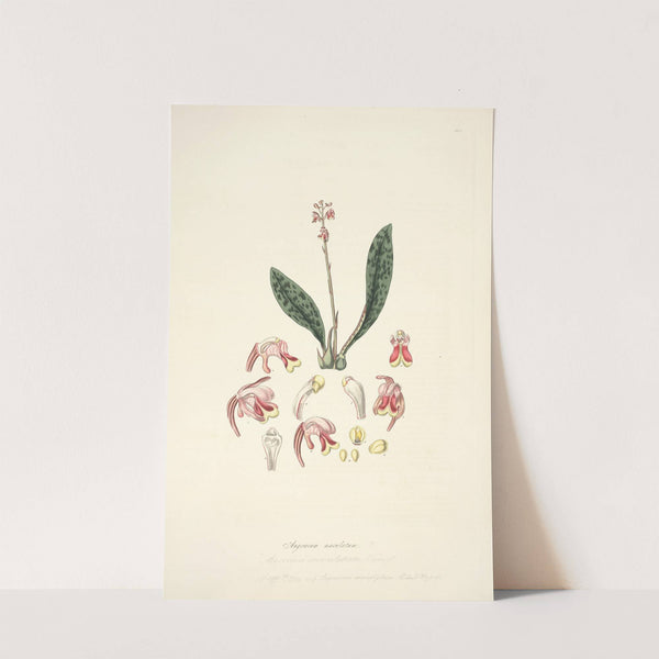 Collectanea botanica Pl.15 by John Lindley