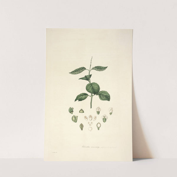 Collectanea botanica Pl.17 by John Lindley