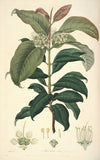 Collectanea botanica Pl.18